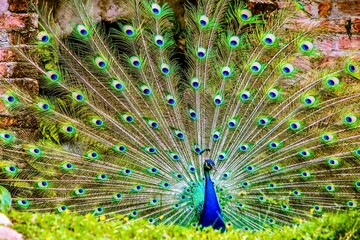Obraz premium PAVO REAL