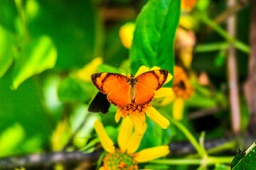 Mariposa posando en flor amarilla 
