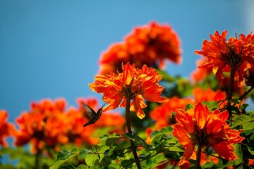 Flor anaranjada 