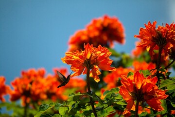 Flor naranja 