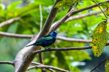Pajarito Azul sobre rama de árbol 