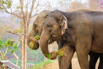 Naklejka premium Close up with Thai elephants at the Thai Elephant Conservation Center, Lampang, Thailand