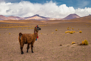 LLama alpaca in Bolivia altiplano near Chilean atacama border, South America