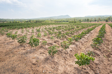 Fototapeta na wymiar Cassava plantation farming , growing of Cassava,