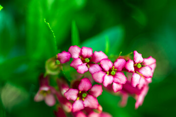 Pink bergenia flower with a green background