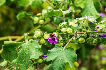 Bee inside a Tree Mallow (Lavatera arborea)