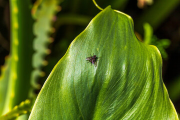 Flies on a green leaf