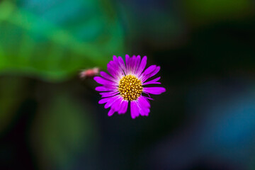 Close-up of a fresh brachyscome multifida flower against a natural blurred background