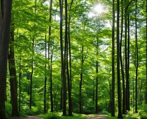 beautiful forest with trees and green leaves