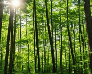 Obraz premium beautiful forest with trees and green leaves