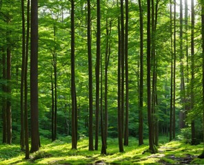 beautiful forest with trees and green leaves