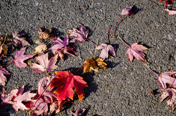 Scattered leaves
Bright red maple leaves scatter the trail through Colliry Dam in Nanaimo BC