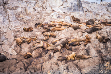 sea lions are resting in beagle channel, ushuaia