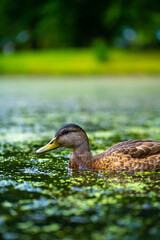 duck on the water