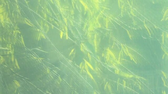 揺れるしだれ柳の背景