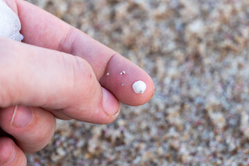 hand holding a shell