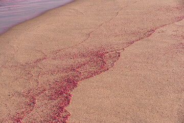 Pink sand seashell beach in oman 