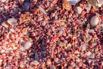 Pink sand seashell beach in oman 