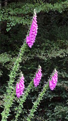 pink flower