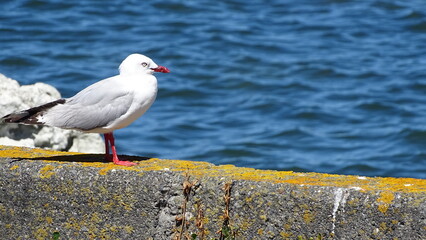 seagull stay on the fence