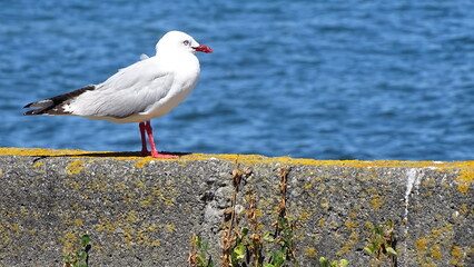 seagull on a fence