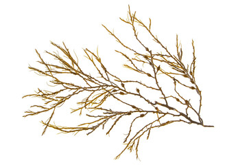 Ascophyllum nodosum brown seaweed or knotted kelp algae branch isolated transparent png - obrazy, fototapety, plakaty
