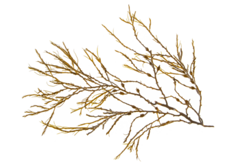 Ascophyllum nodosum brown seaweed or knotted kelp algae branch isolated transparent png