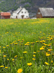 meadow with yellow flowers and a village of houses and mountains in the background