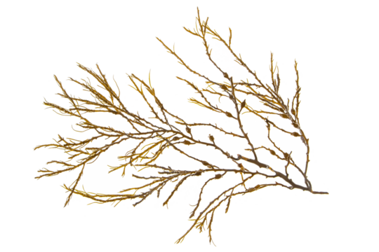 Ascophyllum nodosum brown seaweed or knotted kelp algae branch isolated transparent png