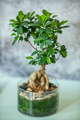 Decorative indoor plant in a glass pot. ficus benjamina bonsai