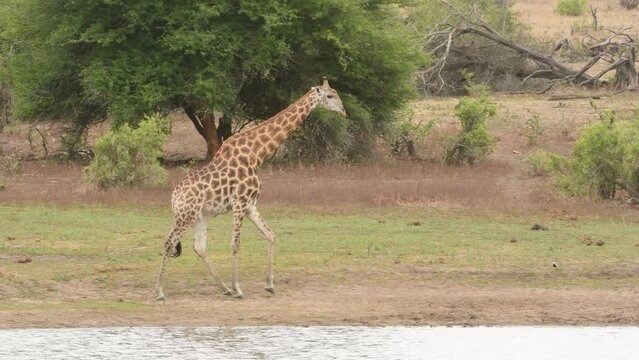 A giraffe walks along large water pool, Africa
Kruger National Park, South Africa, 2022
