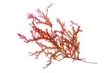 Rhodophyta seaweed or red algae branch isolated transparent png