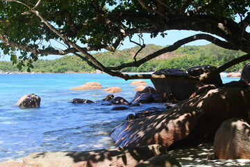 A bay in the Indian Ocean. A beach with a rocky shore and mangroves. The coast of La Digue Island.