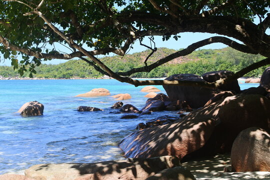 A bay in the Indian Ocean. A beach with a rocky shore and mangroves. The coast of La Digue Island.