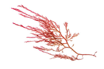 Red seaweed or rhodophyta algae branch isolated transparent png © photohampster
