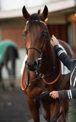 portrait of walking bay thoroughbred horse before race. Paris, France