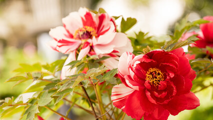 寺の境内に満開に咲いた赤やピンクの牡丹の花のクローズアップ
