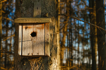 House for birds. Wooden old birdhouse on a tree in a sunny spring park. Bird care 