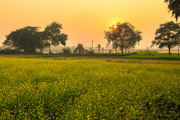 Agriculture field with ripe mustard flowers ready for harvest at sunrise at Burdwan district of...