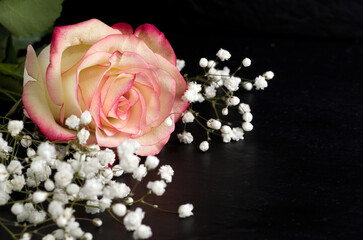 Close-up of Pink Rose with Baby's Breath Flowers on Black Background