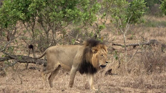 Lion roars while walking, Africa
Kruger National Park, South Africa, 2022

