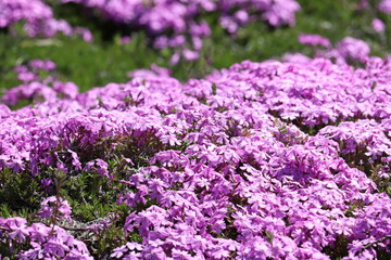 野に咲く可憐なピンク色の芝桜