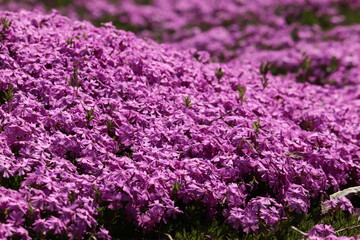 野に咲く可憐な芝桜
