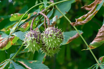 Horse Chestnut Fruit On The Tree In September