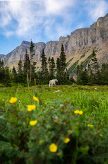Lone mountain goat at Glacier National Park