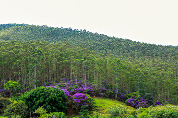 Slope of the hill full with flowering glory trees, or Quaresmeiras in portuguese. Countryside of...