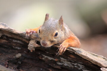 日向ぼっこをする二ホンリス