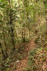 bosque