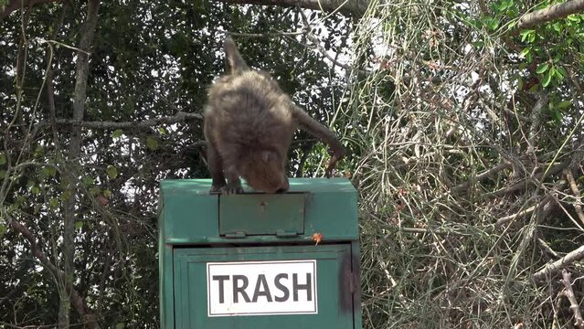 Savanna Baboon searching for food in trash can
Steady shot from South Africa, 2023
