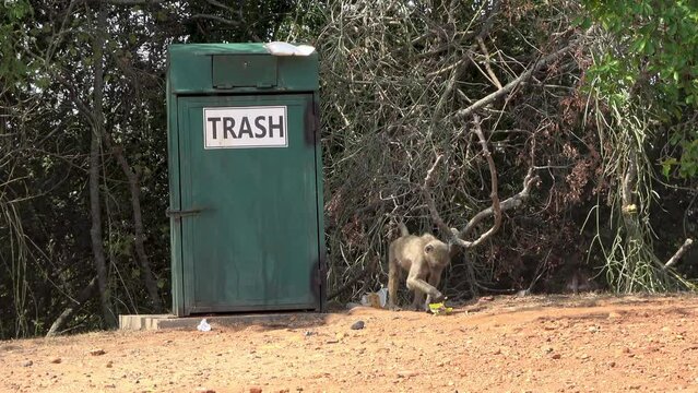 Savanna Baboons eating food near trash can
Steady shot from South Africa, 2023
